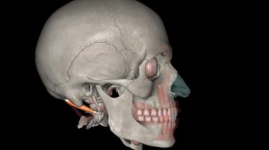Obliquus capitis superior, veya daha üst boyun bölgesinde bulunan küçük bir çift kas türüdür.,