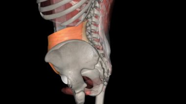 Transversus abdominis karın duvarının yan taraflarında bulunan geniş bir kas örtüsüdür..