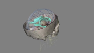 Beynin ventrikülleri, serebrospinal sıvıyla (CSF) doldurulmuş ve beyin parenksiması içinde bulunan iletişim ağlarıdır. .
