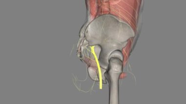 Peroneal sinir, fibular sinir olarak da bilinir. .
