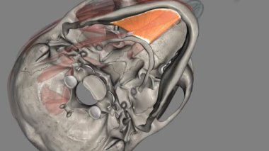 Miylohyoid (Latince: musculus mylohyoideus) dil kemiğinin üzerinde bulunan çift boyun kasıdır. .