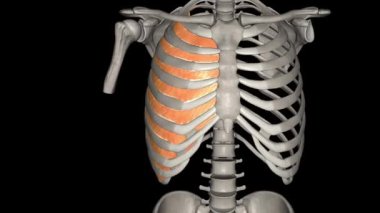 İç kaburga kasları aksesuar solunum kaslarıdır..