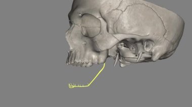 Alt alveolar sinir alt çene sinir dalıdır..