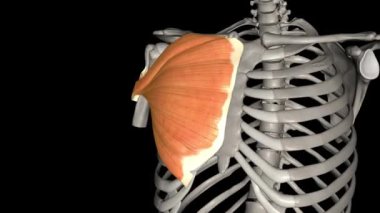 Pectoralis major göğüs duvarının en üst ve en büyük kasıdır..