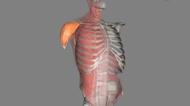Deltoid kas, glenohumeral eklem üzerinde uzanan ve omuza yuvarlak konturunu veren büyük üçgen şekilli bir kasdır.