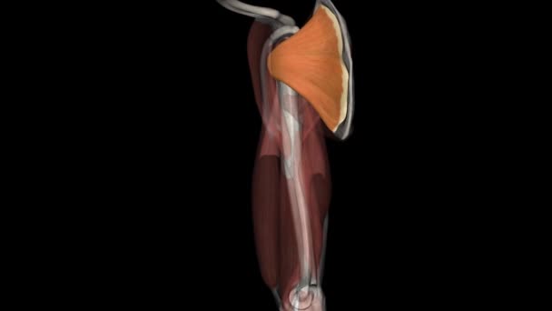 サブスケパリスは 回転子カフ装置を構成する4つの筋肉の一つです — ストック動画