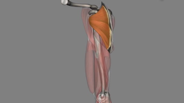 肩胛骨下部是构成肩袖装置的四大肌肉之一 — 图库视频影像