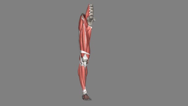 Lower Limb Muscles Bones — Stock Video