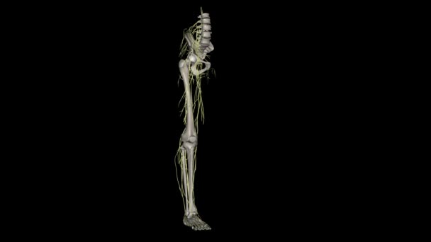 Nerven Des Unterschenkelknochens Kutaner Lateraler Lumbaler Plexus — Stockvideo