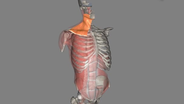 血小板マッスルは ヒトの首の表面的な筋肉であり ステロイドマトイドを重複させる — ストック動画