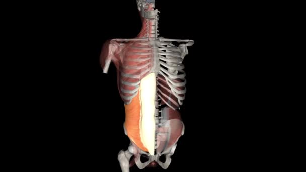 内側腹部オブリックは腹部の側面に見られる筋肉です — ストック動画