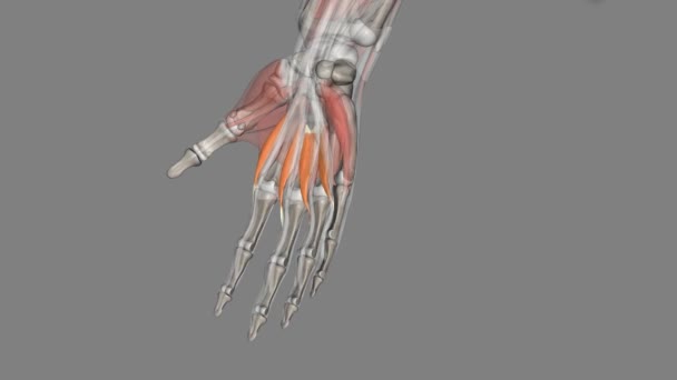 ルーブリカルは メタカルポパレンジョイントを柔軟にする手の深い筋肉です — ストック動画
