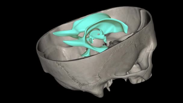 Ventrículos Cérebro São Uma Rede Comunicante Cavidades Cheias Líquido Cefalorraquidiano — Vídeo de Stock