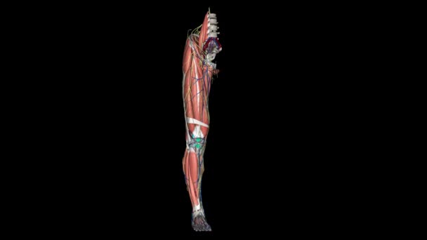 Lower Limb Contains Bones Femur Patella Tibia Fibula Tarsal Bones — Stock Video
