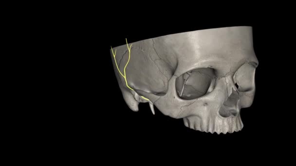 オーロケオトカル神経は頭蓋神経5の義務的な分裂の支流であり トリネマティック神経である — ストック動画