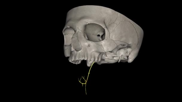 Nerw Hipoglosalowy Nerwy Czaszkowe Które Pochodzą Rdzenia Obowiązkowego Pnia Mózgu — Wideo stockowe