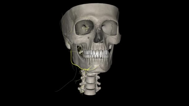 顔神経の限界管状の枝は パロペジドグランドの顔神経 Vii から発生する — ストック動画