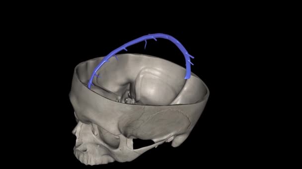 颅脑上矢状窦位于人脑上 是紧贴大脑缘的一个未配对区域 — 图库视频影像