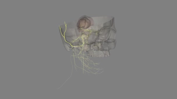 Nervul Auriculotemporal Este Ramură Diviziunii Mandibulare Nervului Trigeminal Furnizează Senzație — Videoclip de stoc