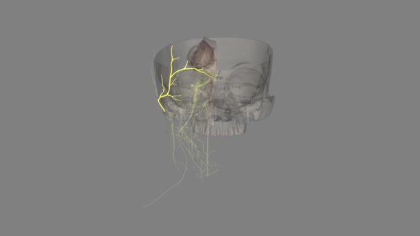额叶是面部神经的上支 — 图库视频影像
