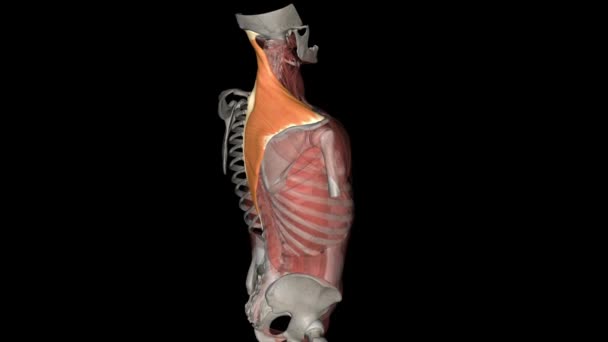 梯形肌是一种宽的 肤浅的肌肉 从颈部延伸到颈部和躯干后部的胸部区域 — 图库视频影像