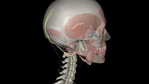 Większy Nerw Potyliczny Jest Nerwem Głowy — Wideo stockowe