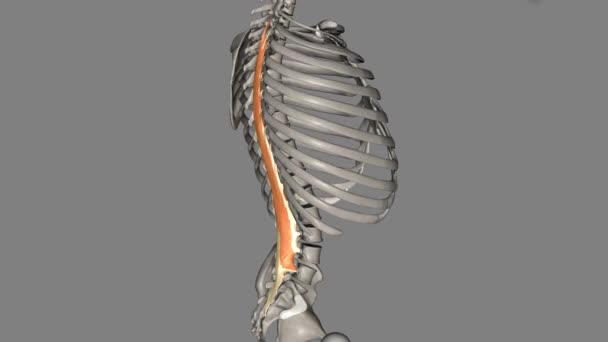 ロングイスミス サラキシスの筋肉は エレクターの脊椎筋の最大の筋肉です — ストック動画