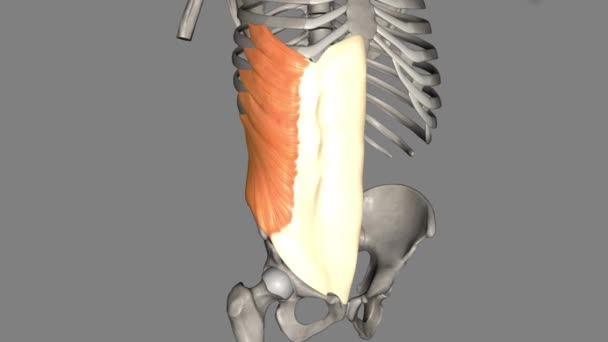外斜肌是腹部最外层的肌肉之一 从肋骨的下半部分一直延伸到骨盆 — 图库视频影像
