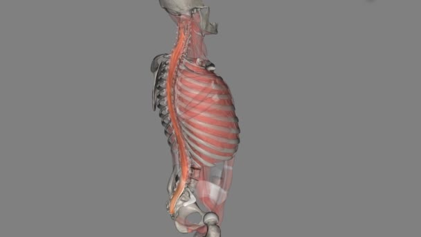 多機能筋肉は ルーバー脊椎の重要な安定剤である — ストック動画