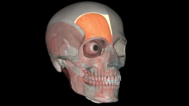Oksipitofrontalis Kas Epikranius Kas Kafatasının Bazı Kısımlarını Kaplayan Bir Kasdır — Stok video
