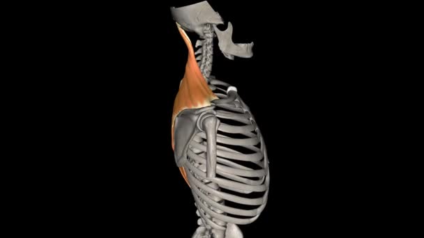 Trapezius Broad Flat Superficial Muscle Extending Cervical Thoracic Region Posterior — Stock Video