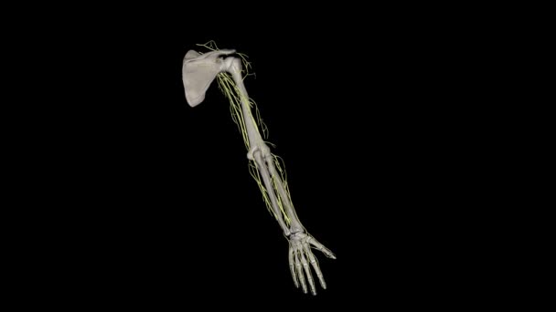 上肢には スカプラ クラビクル ユーモラス カルパルス メタカル 手の小さな骨が含まれています インナーベーション — ストック動画