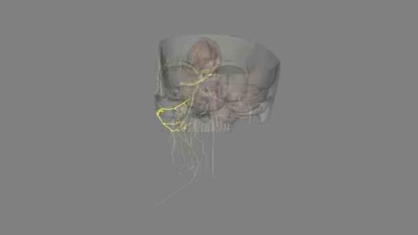 面部神经 马来支部 的乳突分支是面部神经 — 图库视频影像
