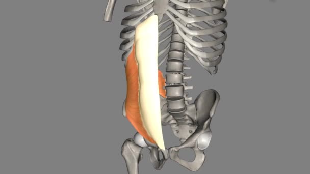Internal Abdominal Oblique Muscle Found Lateral Side Abdomen — Stock Video