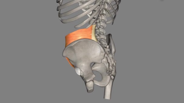 腹部横纹肌是在腹部侧壁上发现的一对宽的肌肉片 — 图库视频影像