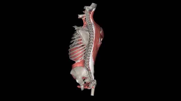 前躯干肌肉通过连接胸腔和骨盆的骨质框架覆盖躯干的前侧部 — 图库视频影像