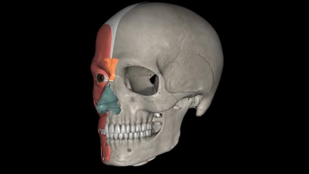 プロセッサ筋は 鼻骨の接合部に近い 優れた鼻領域の急流から生じるピラミッド型の筋肉です — ストック動画