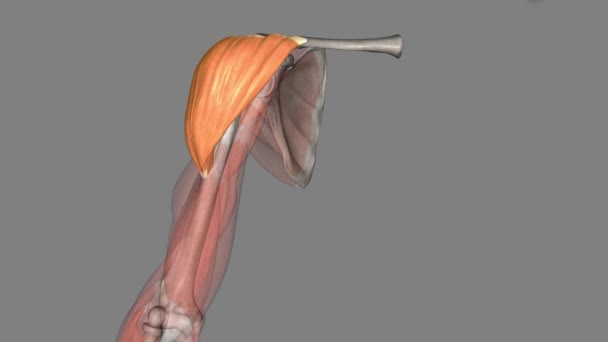 Deltoid Responsible Elevating Arm Scapular Plane Its Contraction Doing Also — Stock Video