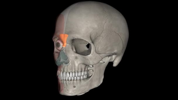 プロセッサ筋は 鼻骨の接合部に近い 優れた鼻領域の急流から生じるピラミッド型の筋肉です — ストック動画