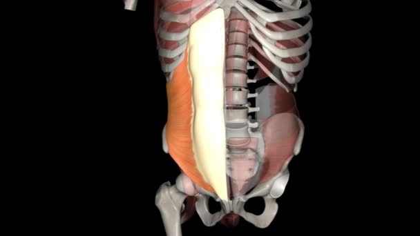 腹部内斜是在腹部侧边发现的肌肉 — 图库视频影像