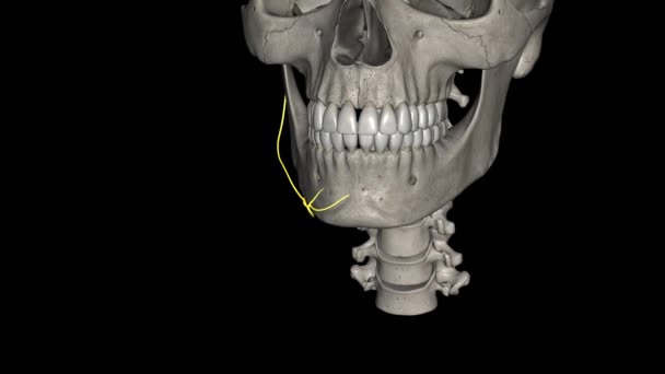 面部神经的边缘下颌支来自腮腺旁神经丛的面部神经 Vii — 图库视频影像