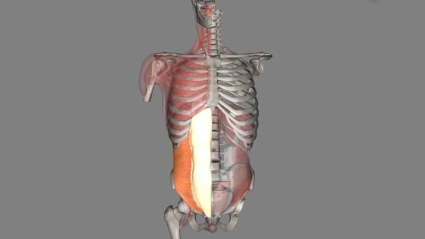 腹部内斜是在腹部侧边发现的肌肉 — 图库视频影像