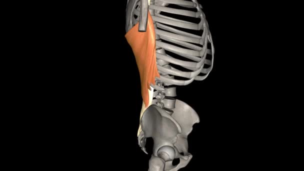 扁桃体背侧是一种宽而扁平的肌肉 占据了胸部的大部分后部 — 图库视频影像