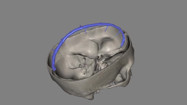 颅脑上矢状窦位于人脑上 是紧贴大脑缘的一个未配对区域 — 图库视频影像
