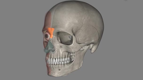 Músculo Proceroso Músculo Piramidal Originado Fáscia Região Nasal Superior Próximo — Vídeo de Stock