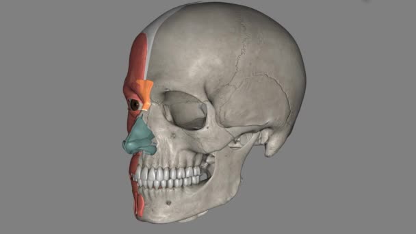 前肌是一种锥形的肌肉 产生于鼻上区域的筋膜 靠近鼻骨的交界处 — 图库视频影像