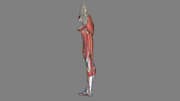 下肢には30個の骨が含まれています これらは女性 パテリア チベニア フィブラ タールサル骨 メタタラル骨およびファランです — ストック動画