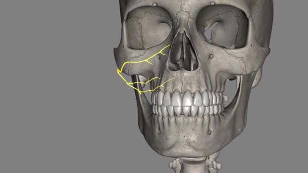 睫状体分支是眼睑闭合和乳突隆起的重要部位 — 图库视频影像