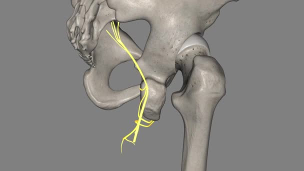 股骨后部皮肤神经3D — 图库视频影像