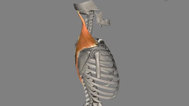 トラピジウスは 首とトランクの後部側面に子宮頸部から胸部領域に広がる広くて平らで表面的な筋肉です — ストック動画